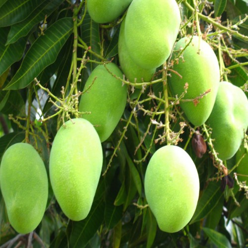 مانجو دبشة